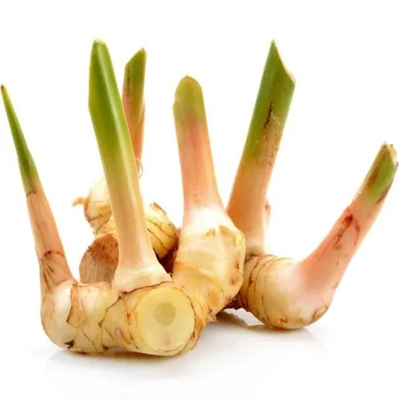 Blue Ginger Or Thai Ginger Seeds (Alpinia galanga)