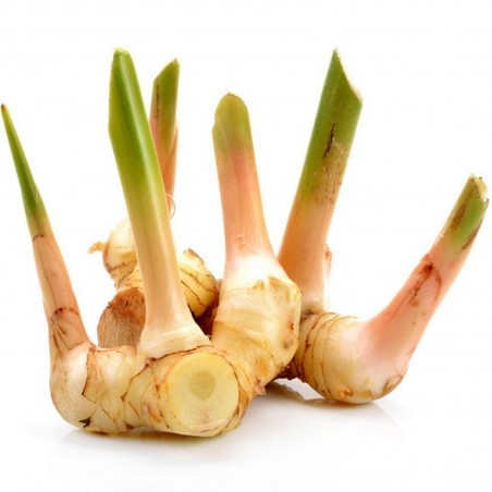 Thai-Ingwer, großer Galgant Samen (Alpinia galanga) | 1,95 €