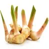 Blue Ginger Or Thai Ginger Seeds (Alpinia galanga)