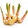 Thai-Ingwer, großer Galgant Samen (Alpinia galanga) | 1,95 €