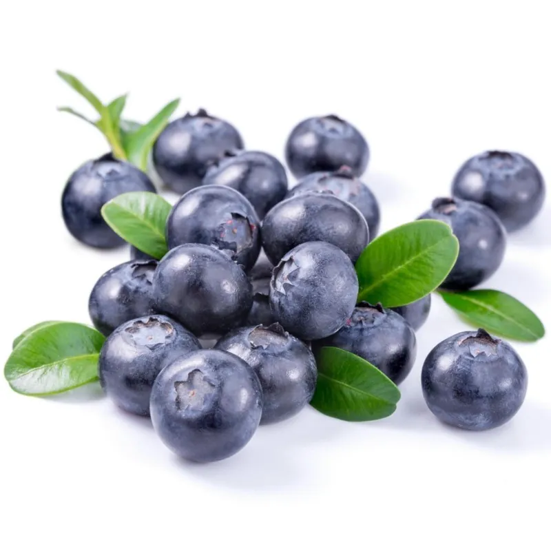 Sementes da Mirtilo (Vaccinium angustifolium)