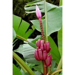 Banane Musa ornata Samen - Zwergbanane Saatgut