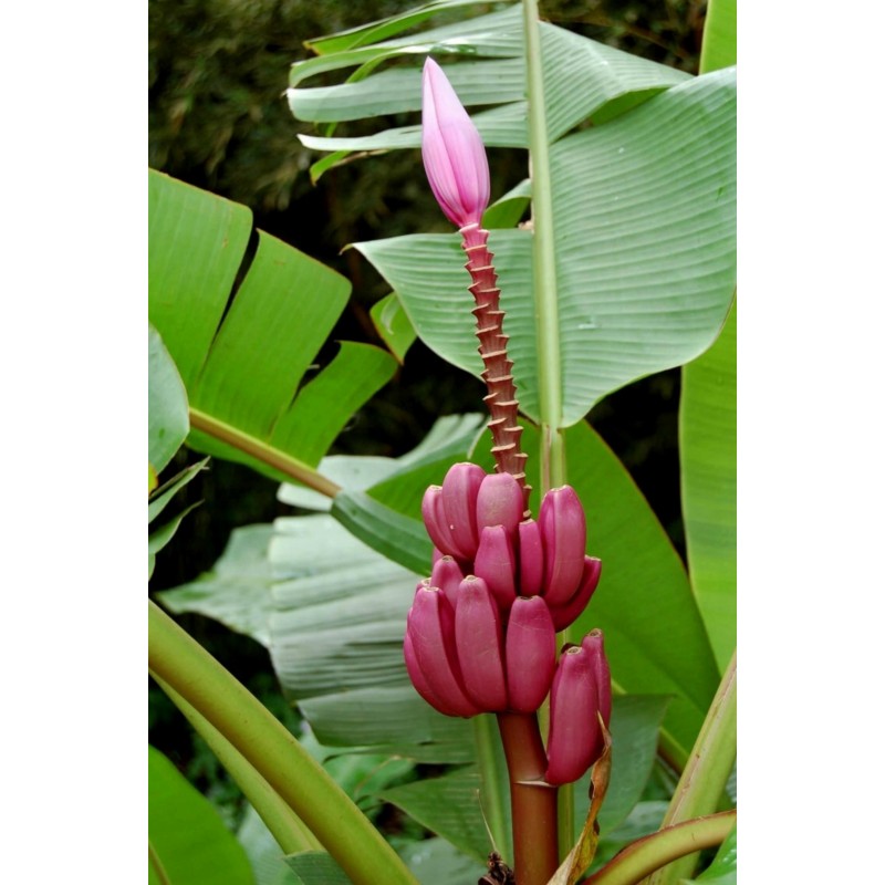 Price: €2.75 - Sementes de Bananeira-ornamental (Musa ornata) - 