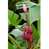 Semillas de plátano Musa Ornata