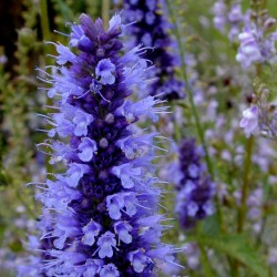 Price: €1.85 - Fröer Till Koreansk Anisisop (Agastache rugosa) - 