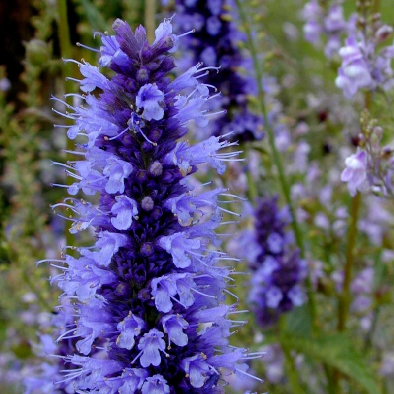 Fröer Till Koreansk Anisisop (Agastache rugosa) 1.85 - 3