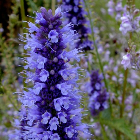 Price: €1.85 - Korean mint Seeds, blue licorice (Agastache rugosa) -