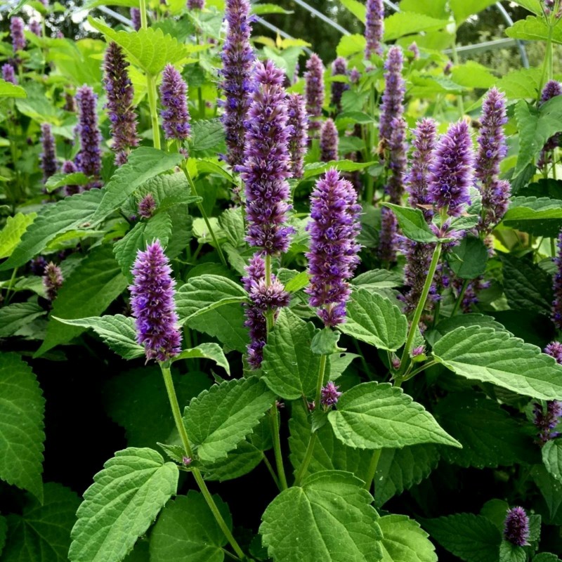 Price: €1.85 - Korean mint Seeds, blue licorice (Agastache rugosa) - 