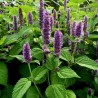 Price: €1.85 - Korean mint Seeds, blue licorice (Agastache rugosa) - 