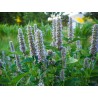 Price: €1.85 - Korean mint Seeds, blue licorice (Agastache rugosa) - 