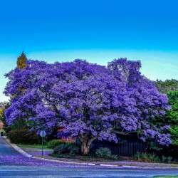 Price: €2.5 - Semillas de JACARANDA o TARCO - 