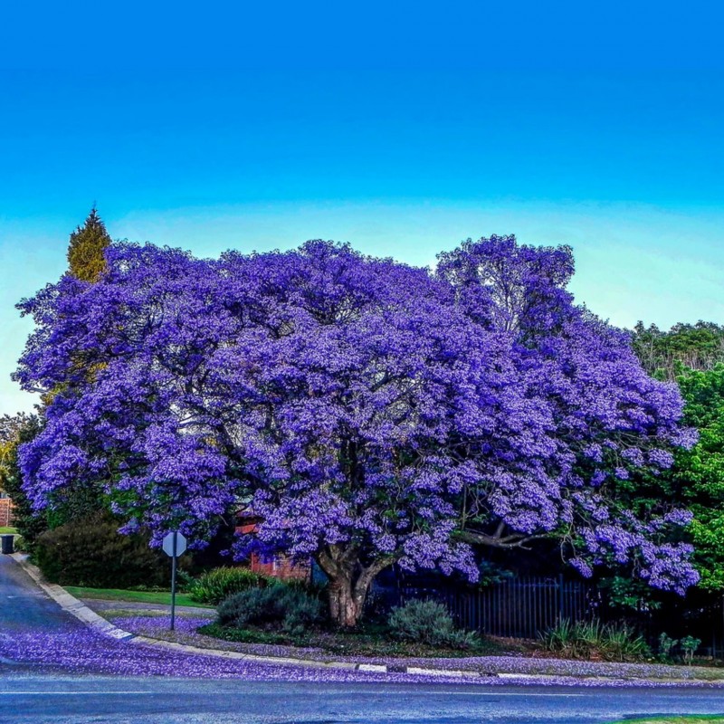Tropical Tree Purple Flower 50 Seeds Jacaranda Mimosifolia