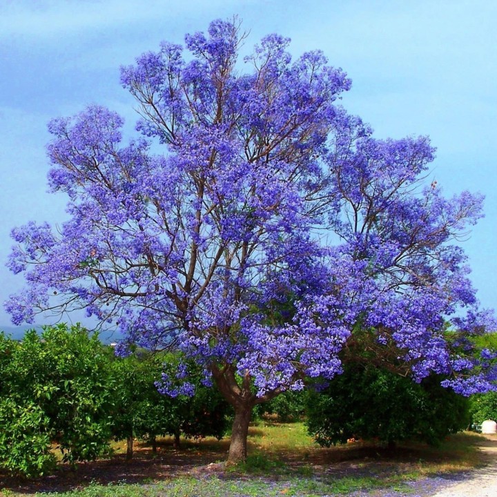 Blue Jacaranda Seeds - 293.223938