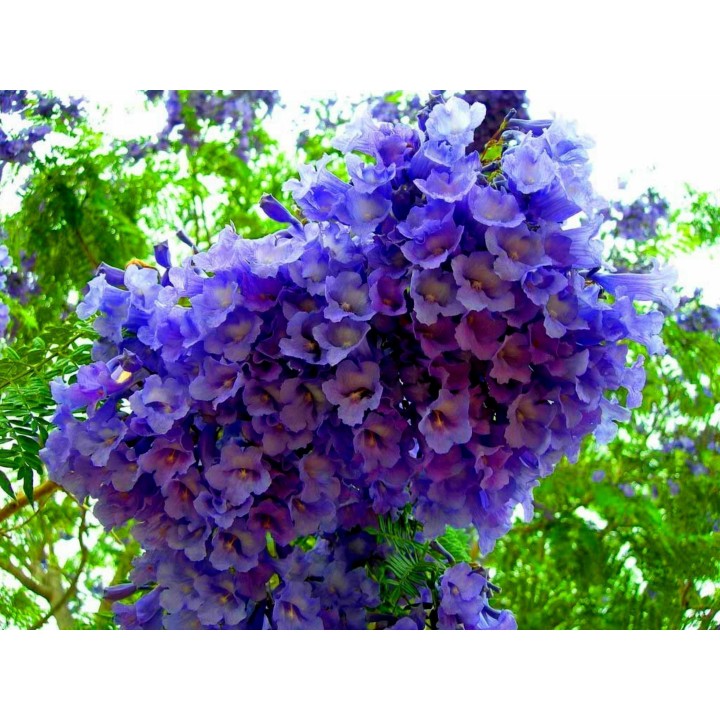 Blue Jacaranda Seeds - 293.223938