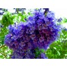 Semi di JACARANDA BLU | 2,50 €