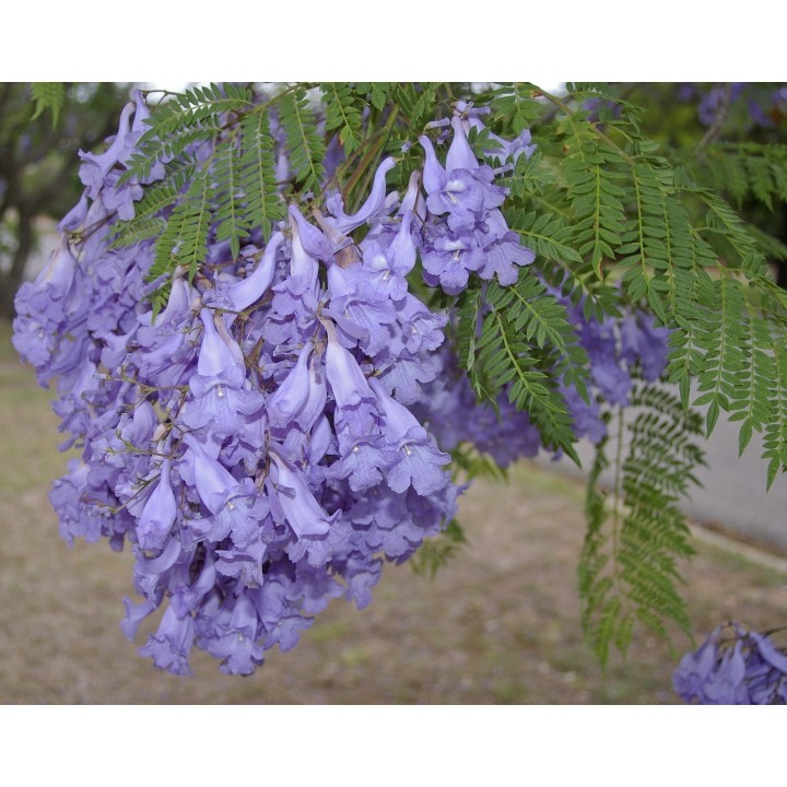 Blue Jacaranda Seeds - 293.223938