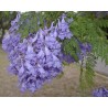 Semi di JACARANDA BLU | 2,50 €