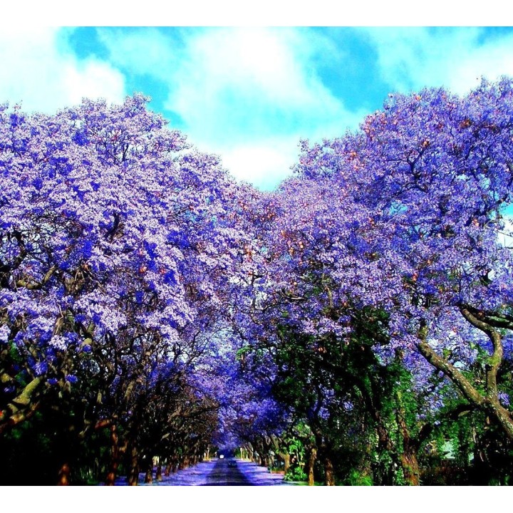 Blue Jacaranda Seeds - 293.223938