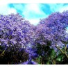 Semi di JACARANDA BLU | 2,50 €