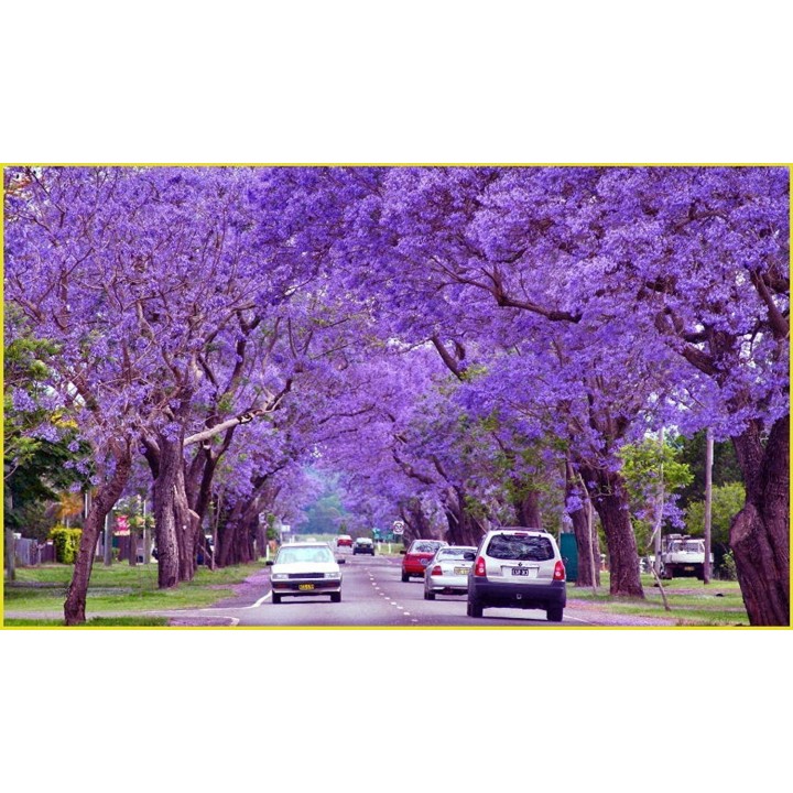 Blue Jacaranda Seeds - 293.223938