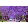 Semi di JACARANDA BLU | 2,50 €