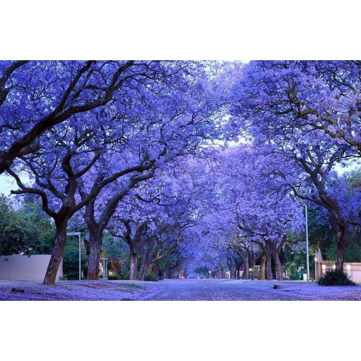 Blue Jacaranda Seeds - 293.223938