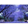 Semi di JACARANDA BLU | 2,50 €