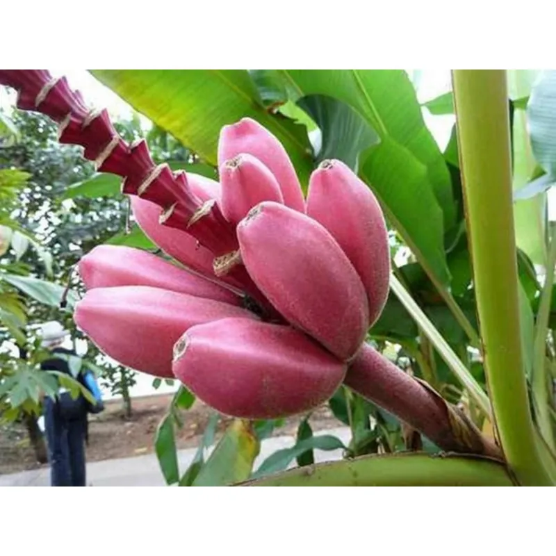 Banane Musa Ornata Saatgut