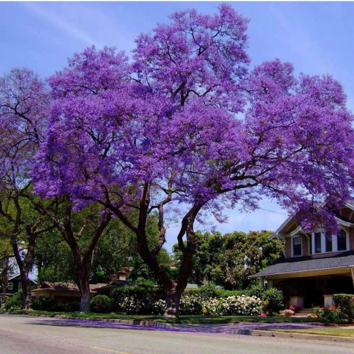 Blue Jacaranda Seeds - 293.223938