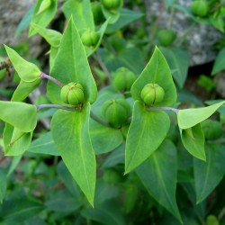 Price: €2.45 - Semillas de Tártago (Euphorbia lathyris) - 