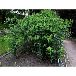 Växtfrön Euphorbia Lathyris 2.45 - 1