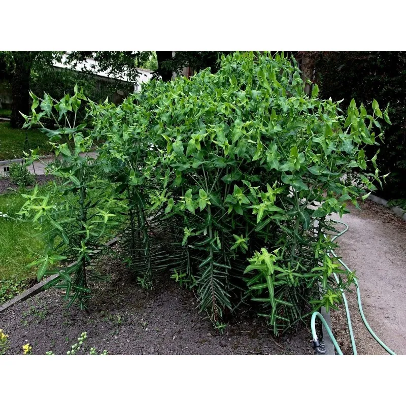 Sementes de Tartago (Euphorbia lathyris)