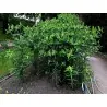 Caper Spurge Seeds (Euphorbia lathyris)