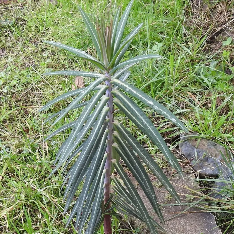 Caper Spurge Seeds (Euphorbia lathyris)