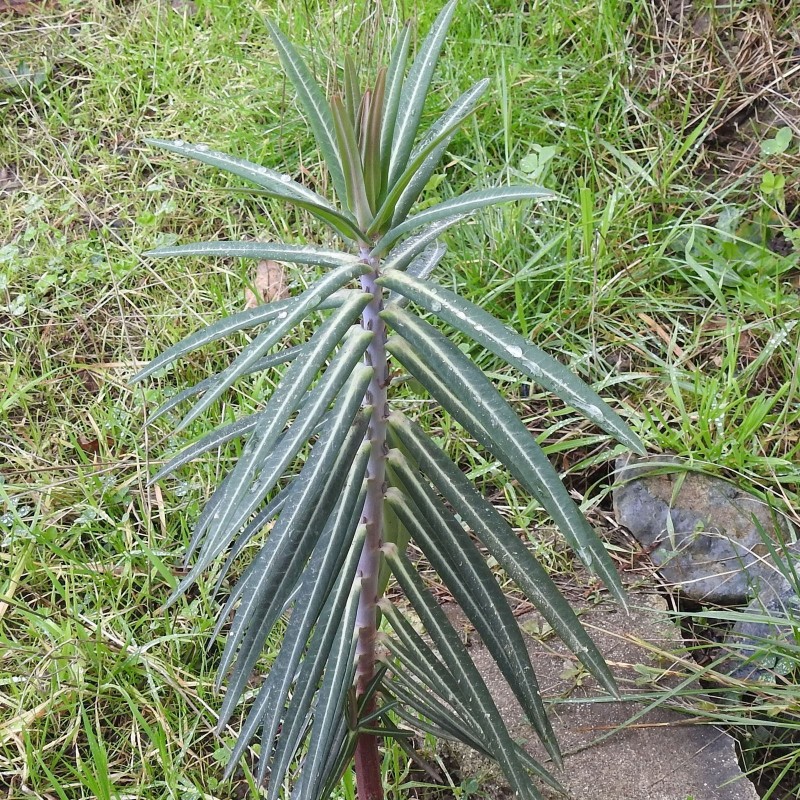 Price: €2.45 - Semi di L'Euforbia catapuzia (Euphorbia lathyris) - 
