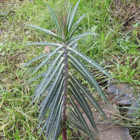 Price: €2.45 - Semi di L'Euforbia catapuzia (Euphorbia lathyris) -