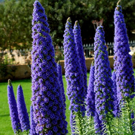 Price: €1.5 - Σπόροι Δόξα της Μαδέρας (Echium Fastuosum) -