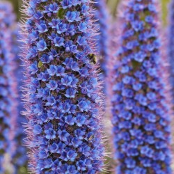 Blauer Natternkopf Samen - Stolz von Madeira 1.5 - 1