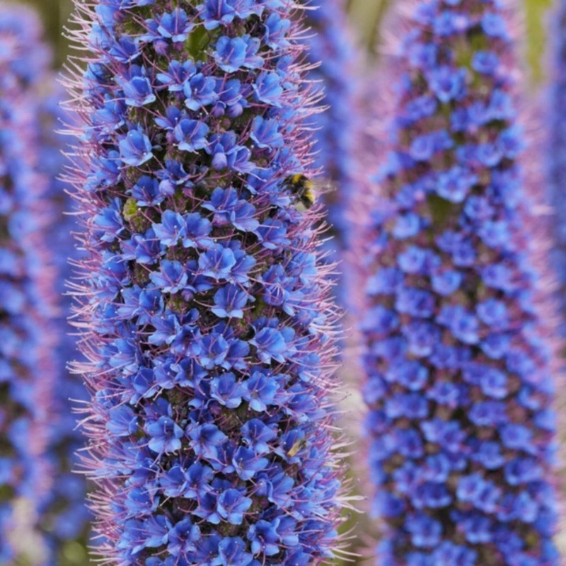 Price: €1.5 - Graines De Vipérine De Madère (Echium Fastuosum) - 