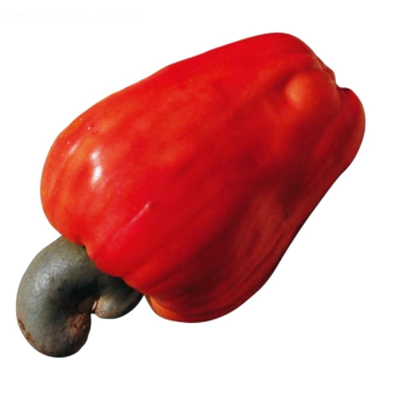 Nasiona orzechów nerkowca, jabłko nerkowca