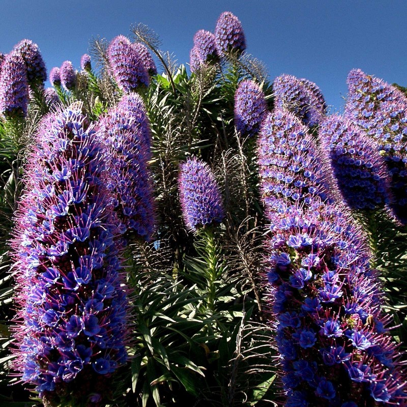 Price: €1.5 - Graines De Vipérine De Madère (Echium Fastuosum) - 