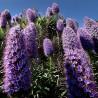 Price: €1.5 - Semillas de Orgullo de Madeira (Echium Fastuosum) - 