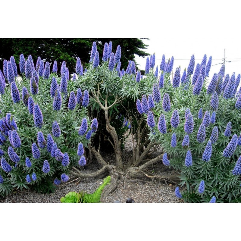 Price: €1.5 - Semillas de Orgullo de Madeira (Echium Fastuosum) - 
