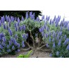 Price: €1.5 - Sementes De Pride Of Madeira (Echium Fastuosum) - 