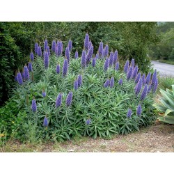 Blauer Natternkopf Samen - Stolz von Madeira 1.5 - 4