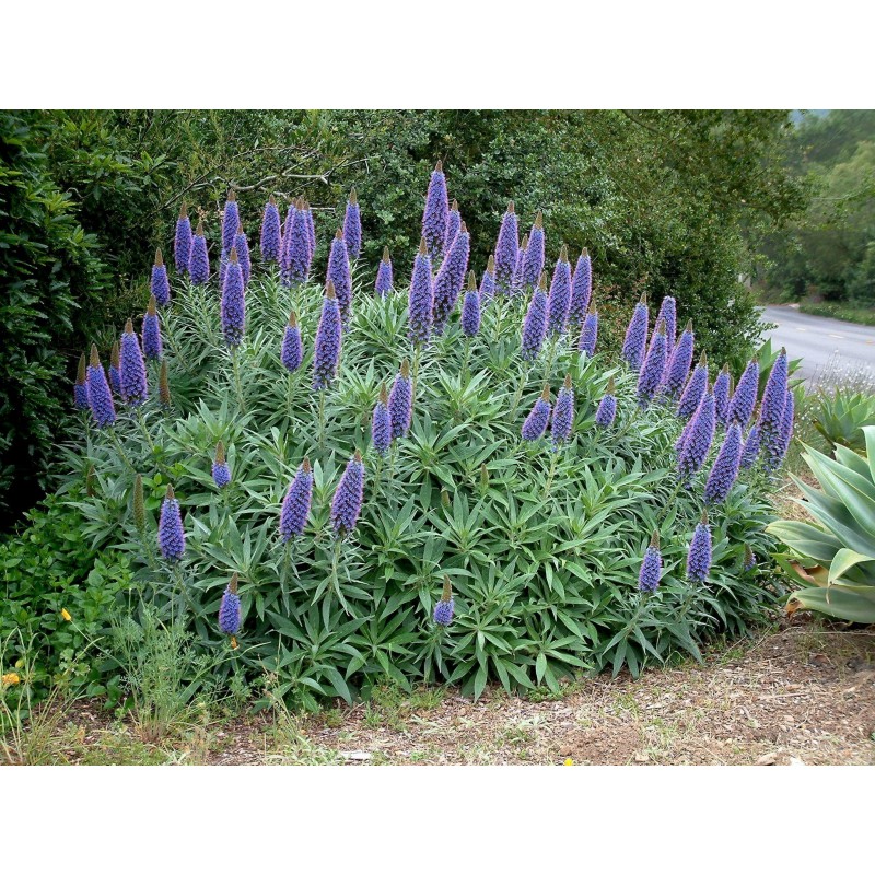 Price: €1.5 - Semillas de Orgullo de Madeira (Echium Fastuosum) - 