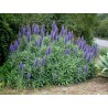 Price: €1.5 - Blauer Natternkopf Samen (Echium Fastuosum) - 