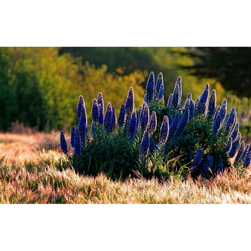 Price: €1.5 - Semillas de Orgullo de Madeira (Echium Fastuosum) - 