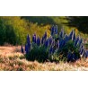 Price: €1.5 - Semi di Orgoglio di Madeira (Echium Fastuosum) - 