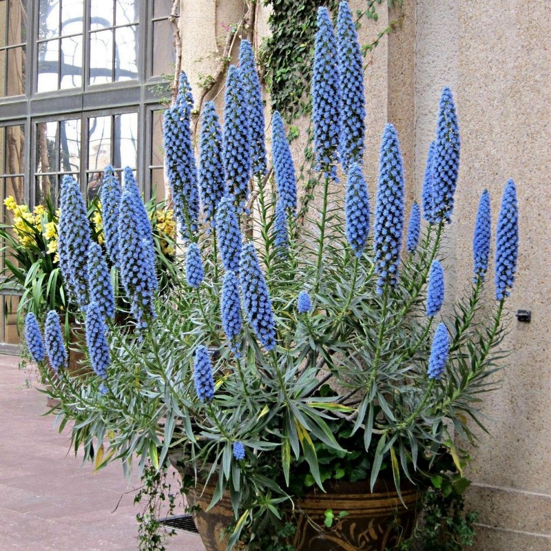 Price: €1.5 - Ponos Madeire seme (Echium Fastuosum) - 